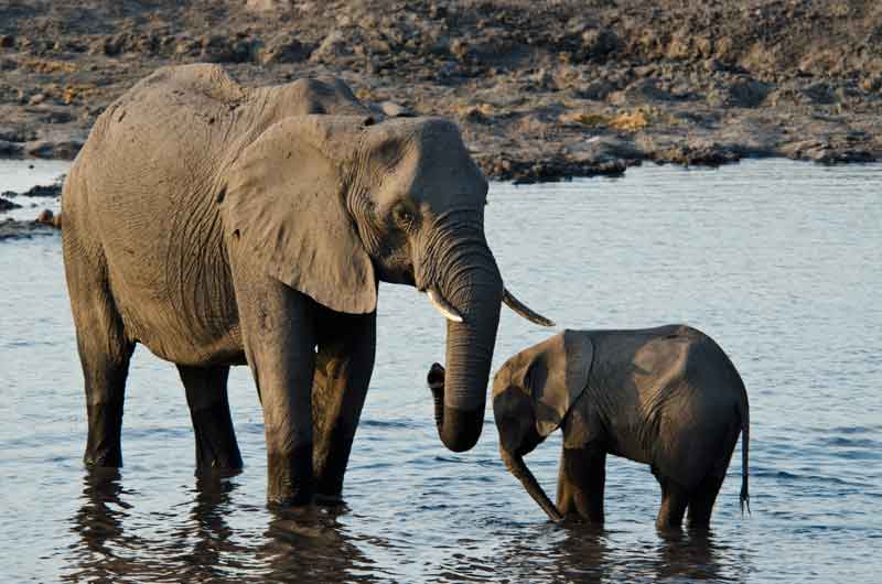31 - Botswana - elefantes - parque nacional de Chobe